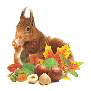 мини-плакат фигурный белка 100*100 10-10.01-0012 /miland